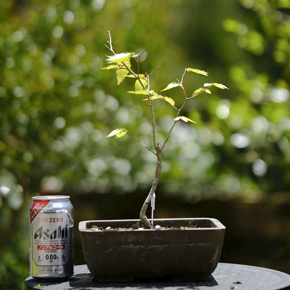 富士ブナ 盆栽（タキイの苗を購入）の通販はau PAY マーケット - 輸入