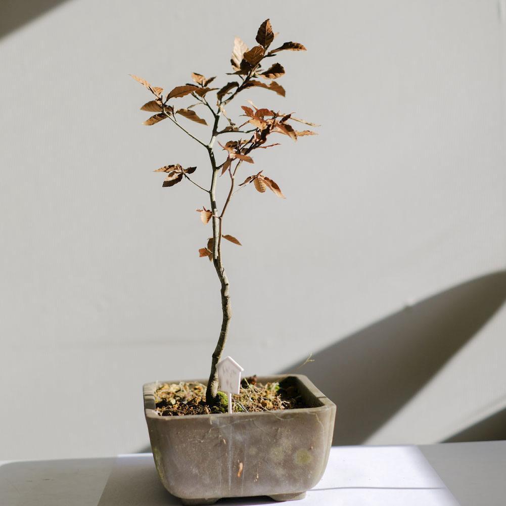 富士ブナ 盆栽（タキイの苗を購入）の通販はau PAY マーケット - 輸入