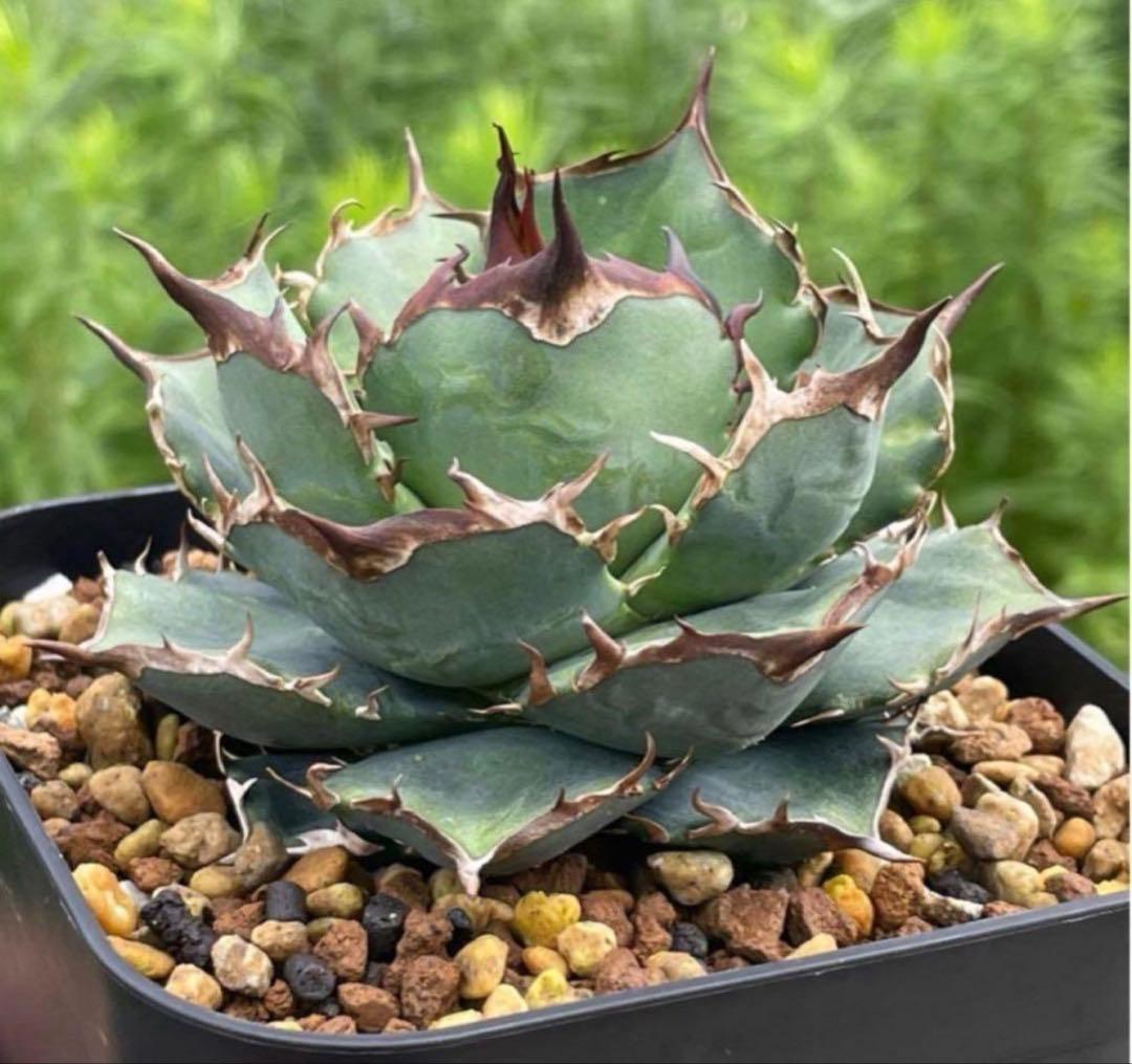 アガベ オテロイ ノーネーム 子株 優良血統 ブルー 実生 オアハカ