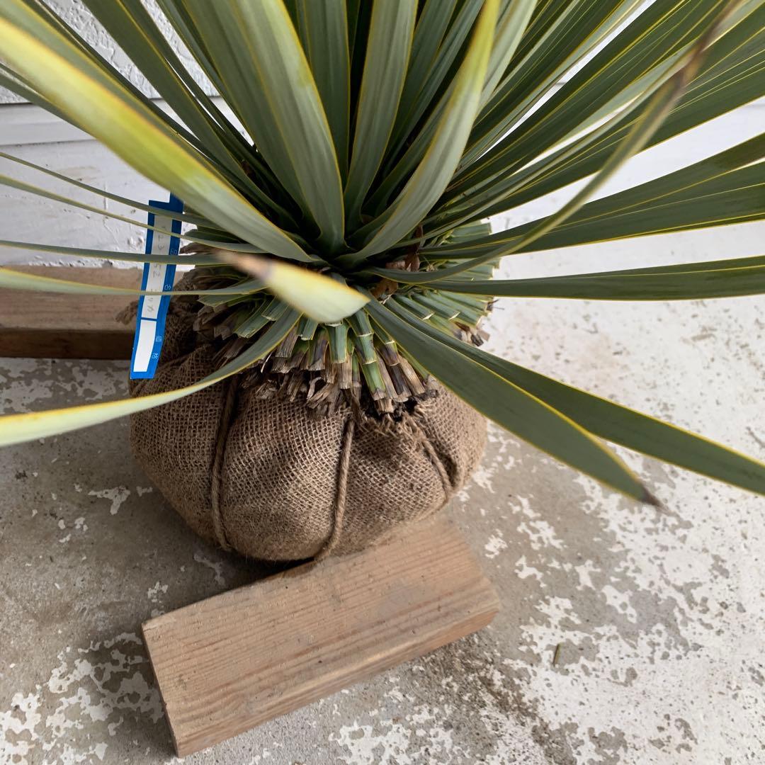 幹太 ユッカ ロストラータ 【耐寒性/ドライガーデン/ロックガーデン