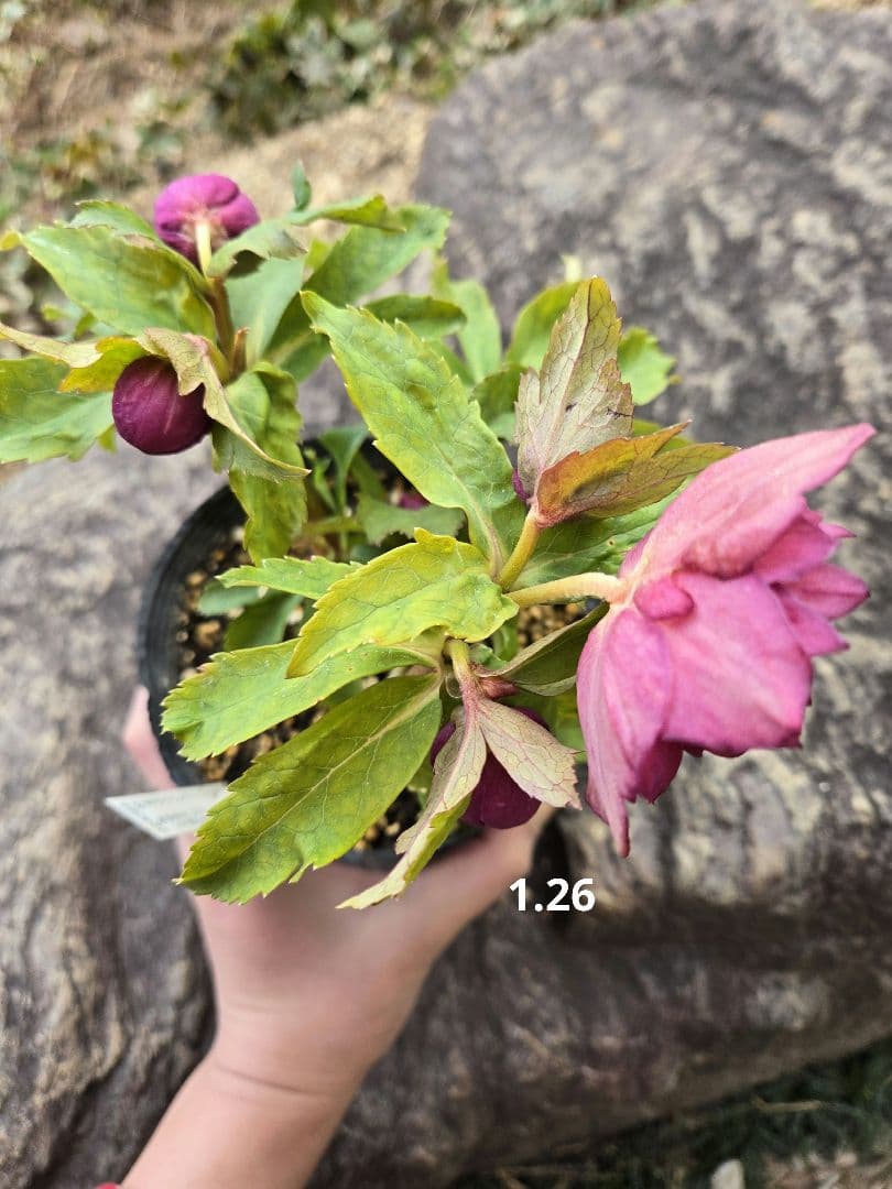 未株分 クリスマスローズ 多弁 ライト ピンクゴールド 加藤農園