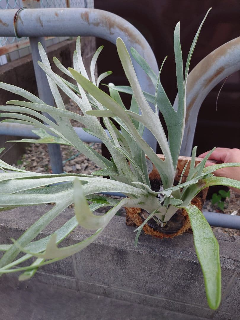 ビカクシダスノークイーンエルサF307 コルク付き - メルカリ