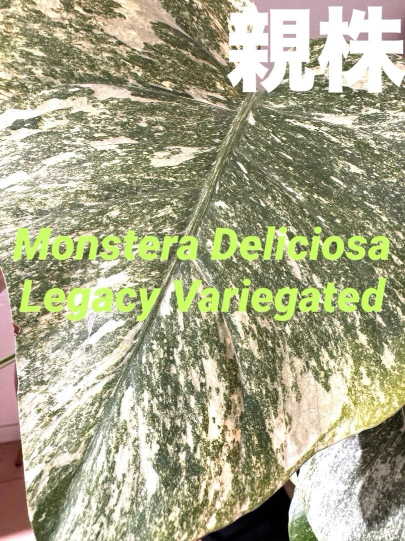 S*A様 【超希少】モンステラ デリシオーサ レガシー 新芽多数 極上茎