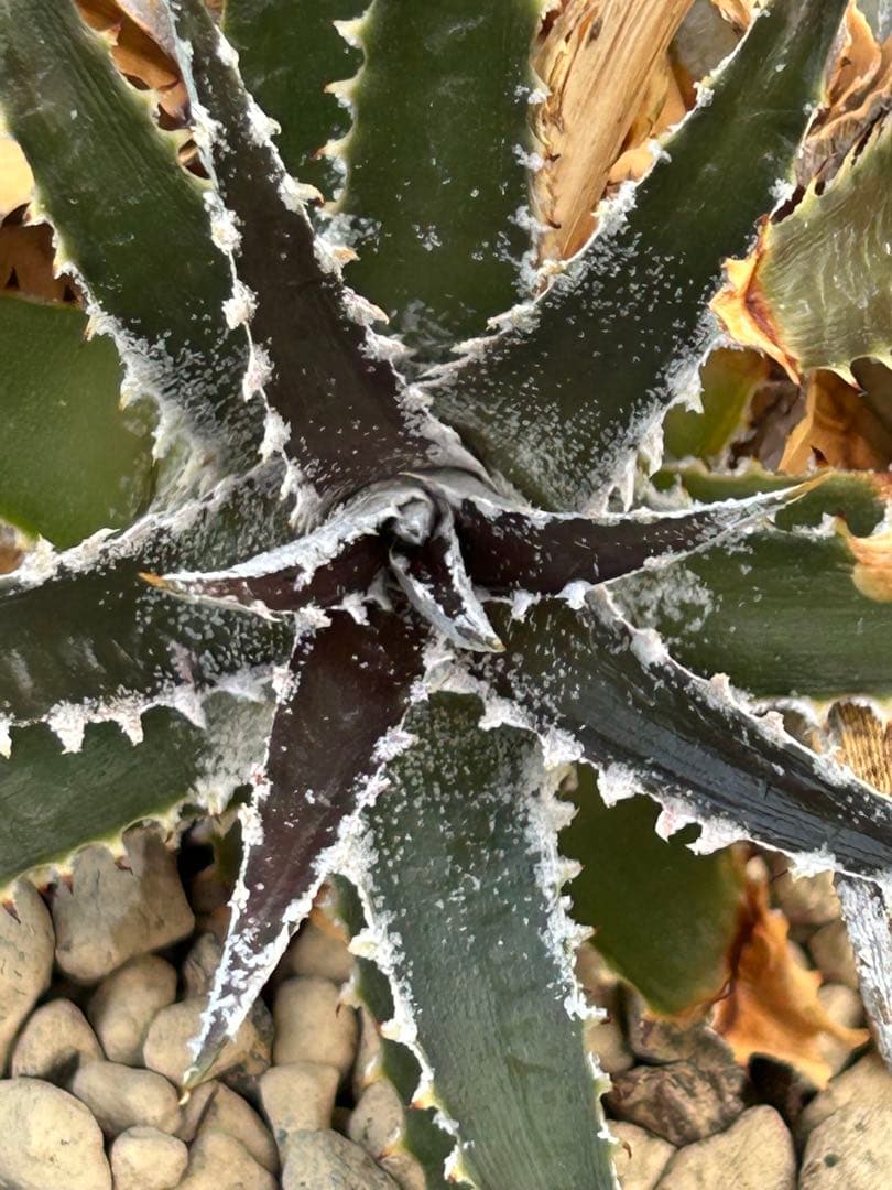 群生 DBディッキア Dyckia Bill Baker hybrid #132 - メルカリ