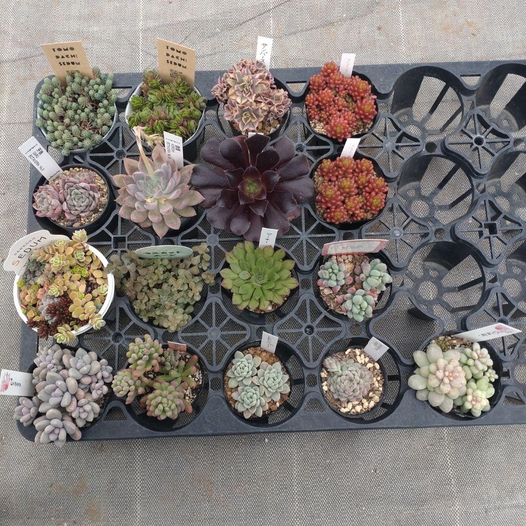 追加検討中 Maririさん専用 MORIWAKI ONLINE SHOP.