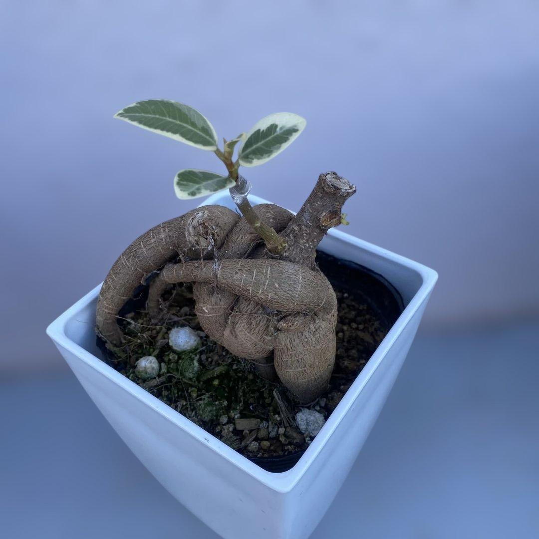 パンダ ガジュマル 斑入り 超希少 接木・鉢込 発根済み