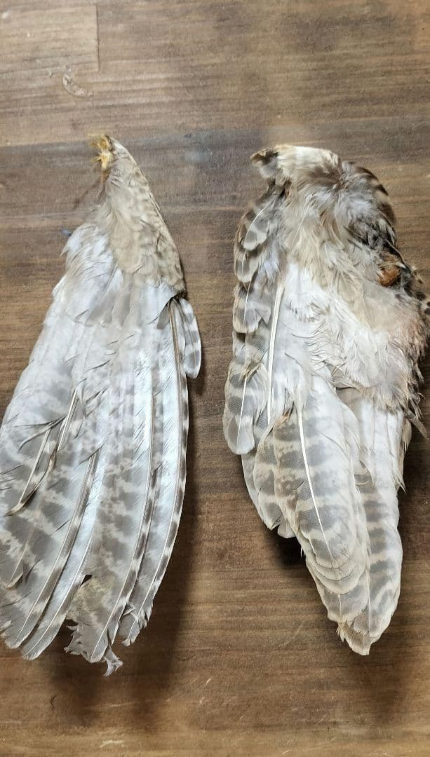 高級】METZ メッツ ハックル 2種 ＆ フェザントウィング セット - メルカリ