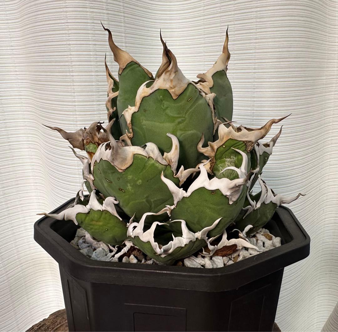 アガベ シーザー 中株 - メルカリ