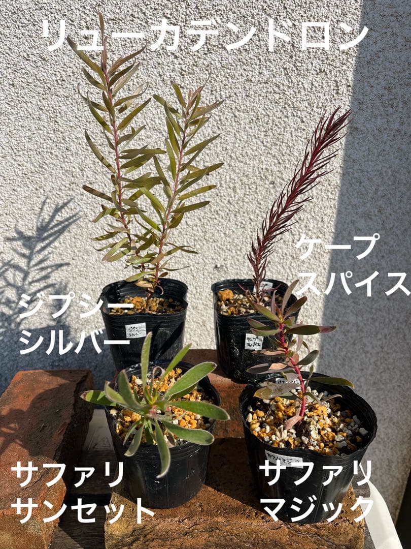 グレビレア3号セット センパフローレンス ルテア オージープランツ