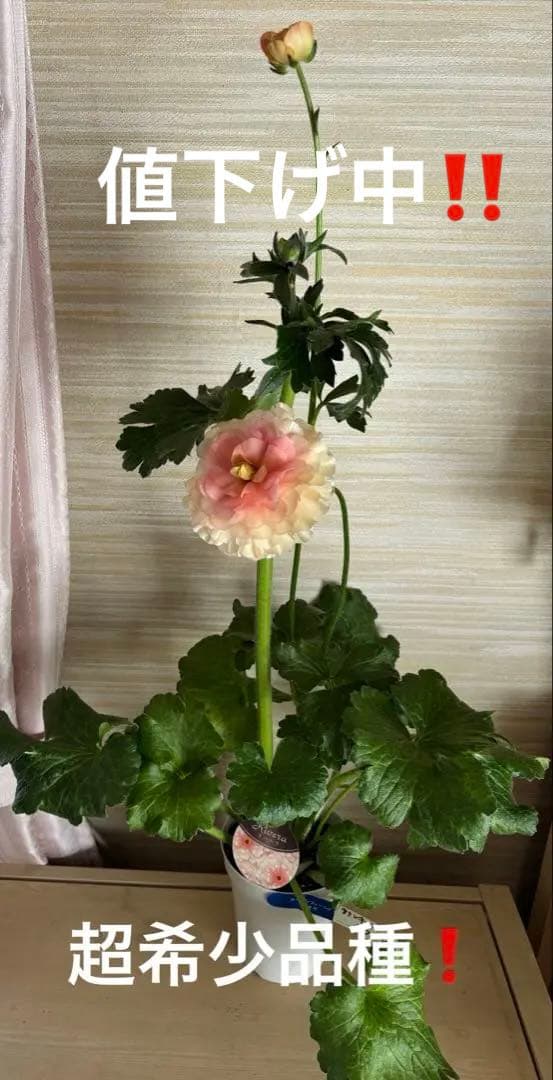 新春セール」クリスマスローズ 小苗 SDノスタルジア セルフ