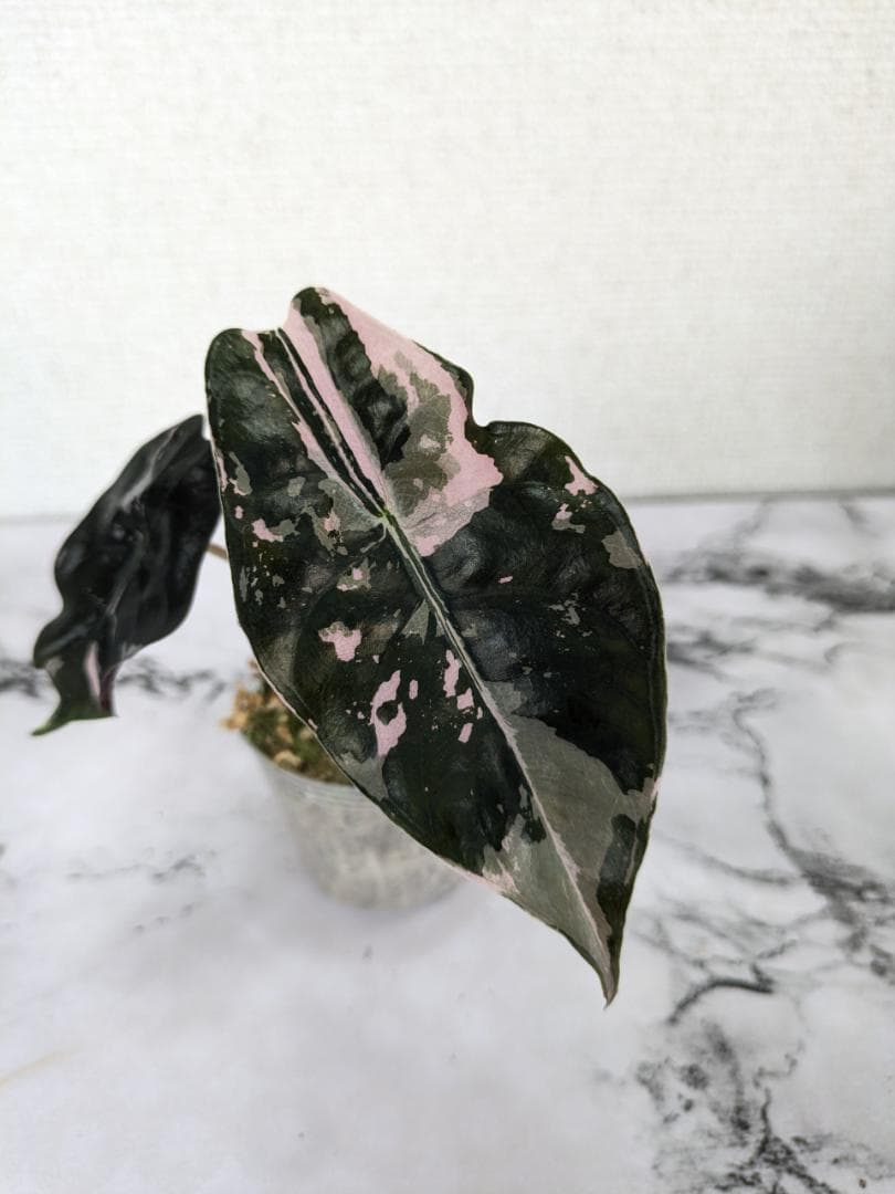 【レア】アロカシア　シャントリエリ　斑入り レア】アロカシア シャントリエリ 斑入り アロカシア 'シャントリエリ