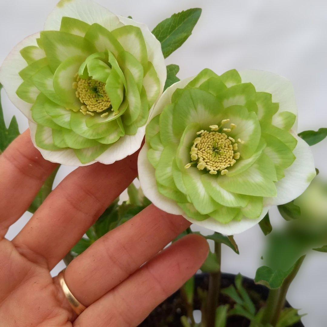 インパクトあり！鮮やか、オリジナルグリーンリップクリスマスローズ