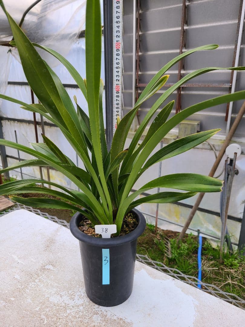 フォアゴットンフルーツ。花芽3個。蜜蜂誘引蘭。シンビジューム - メルカリ