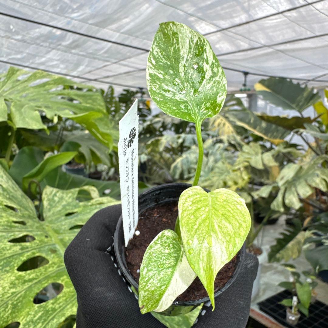 A2モンステラ デリシオーサ ホワイトモンスター 天津蘭 - メルカリ