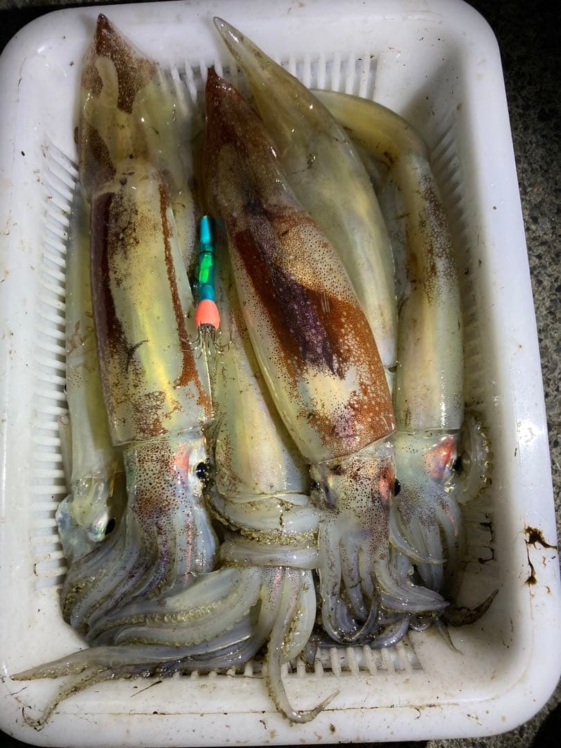 ケミインフラワー】3本セット イカ釣りフラワー エギ - メルカリ