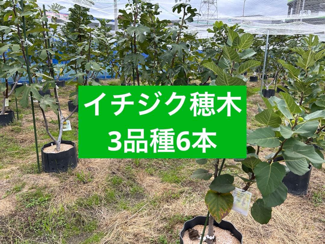 イチジク穂木 3品種6本 - メルカリ