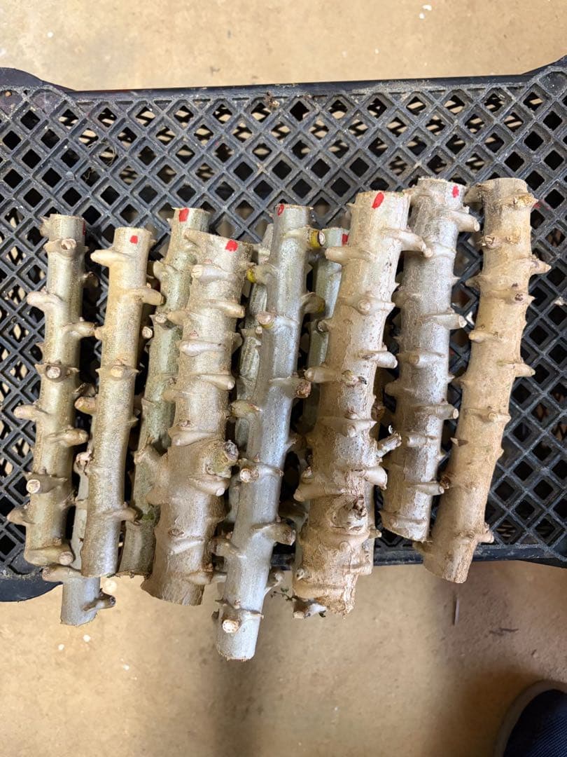 徳之島産キャッサバ苗挿木用苗10本いり - メルカリ