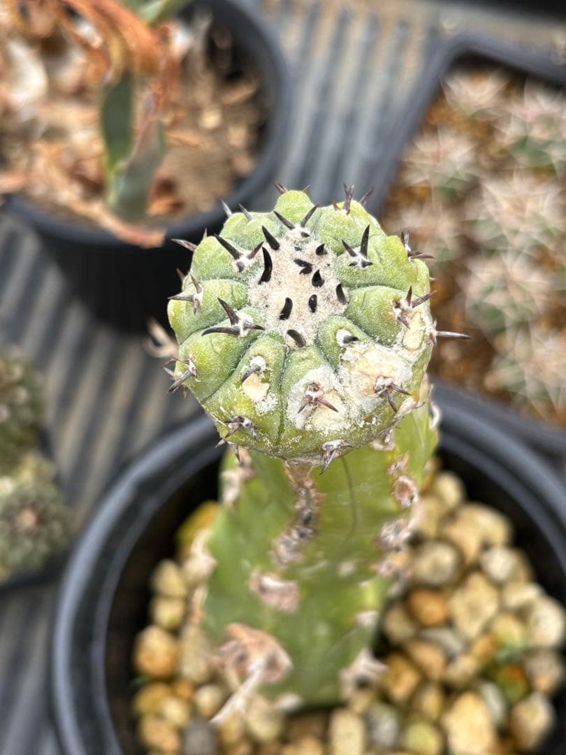 太刺短刺黒王丸 Copiapoa cinerea . 短刺黒王丸。 花は咲かないのかな