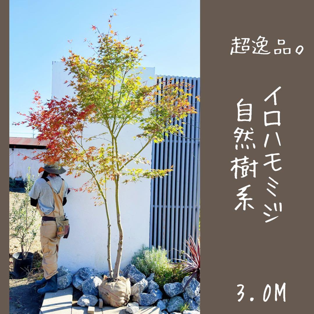 超逸品。イロハモミジ 自然樹系3.0M(鉢底から) 逸品。特大山採りイロハモミジ3.0M(鉢底から)◎シンボルツリー - メルカリ