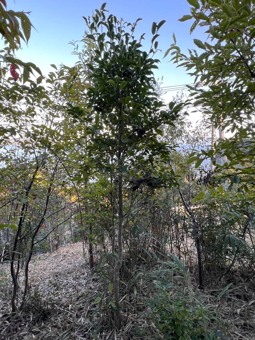 現品　良品　ネズミモチ　特大苗　2.2mほど　山採り ネズミモチ 樹高1.8m前後 露地苗 シンボルツリー 常緑樹 : ガーデン