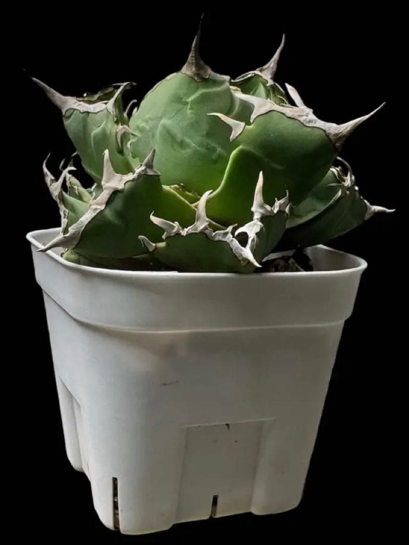 アガベ チタノタ 蟹 - メルカリ