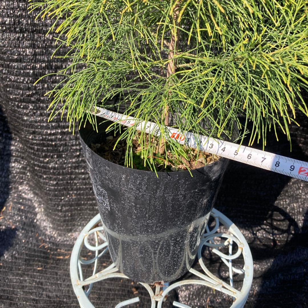 ①*ஐレア種！茶色い実もなる*ஐ【ディーンツリー・パインブラウン