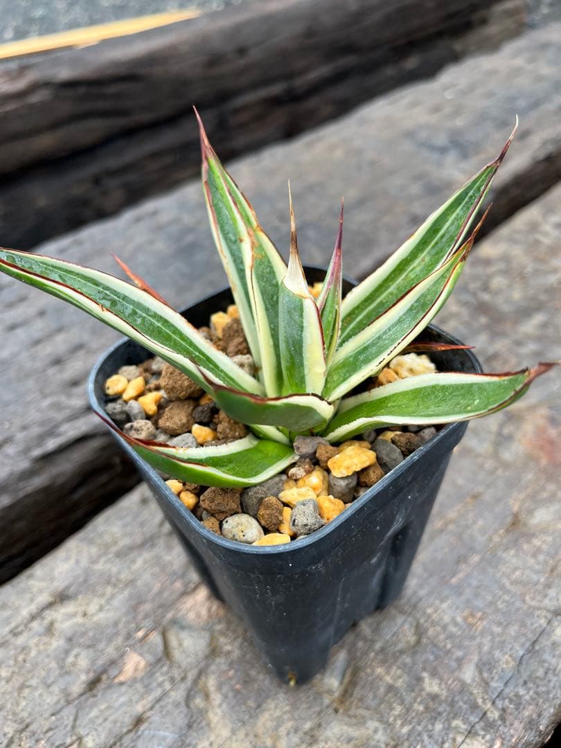 アガベ スノーグロー錦 耐寒性斑入り品種 発根済み 早い者勝ち - メルカリ