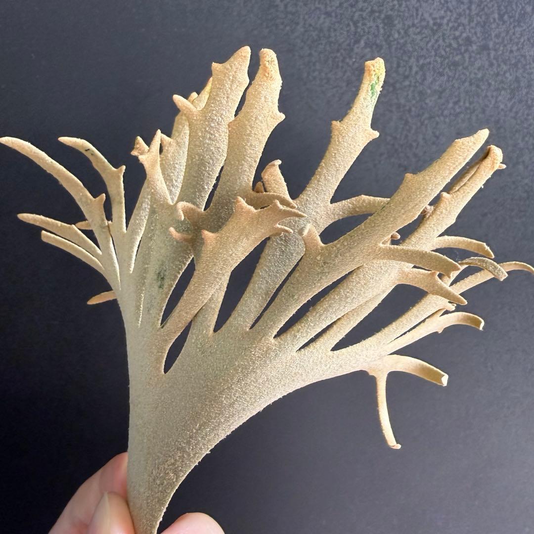 たか太郎様専用 yellow moon dwarf sporeling 胞子 - メルカリ