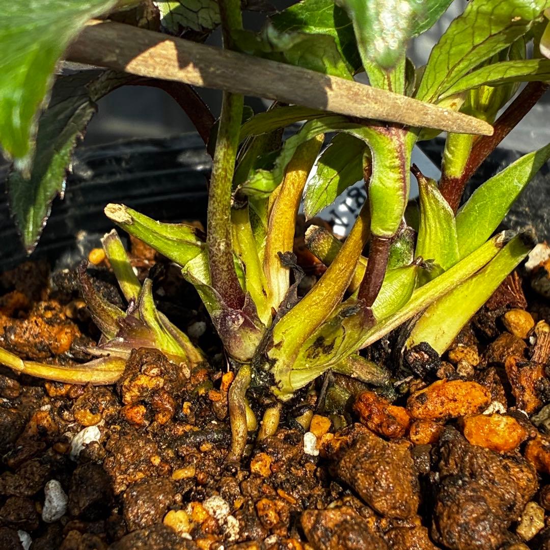 も*読様 3540☘️蕾花タグ付☘️オキシ交配⭐️超小輪⭐️超コロコロカップ⭐️