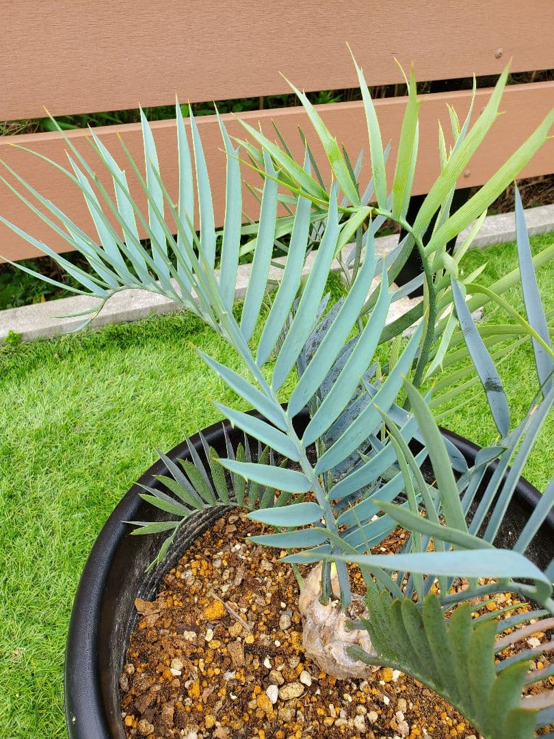 エンセ ファラルトス トリスピノーサス ダブルヘッド - メルカリ