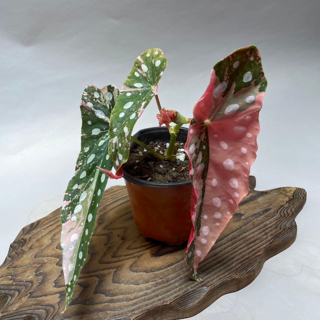 Q66 ベゴニア マクラータ ピンク斑入り - メルカリ