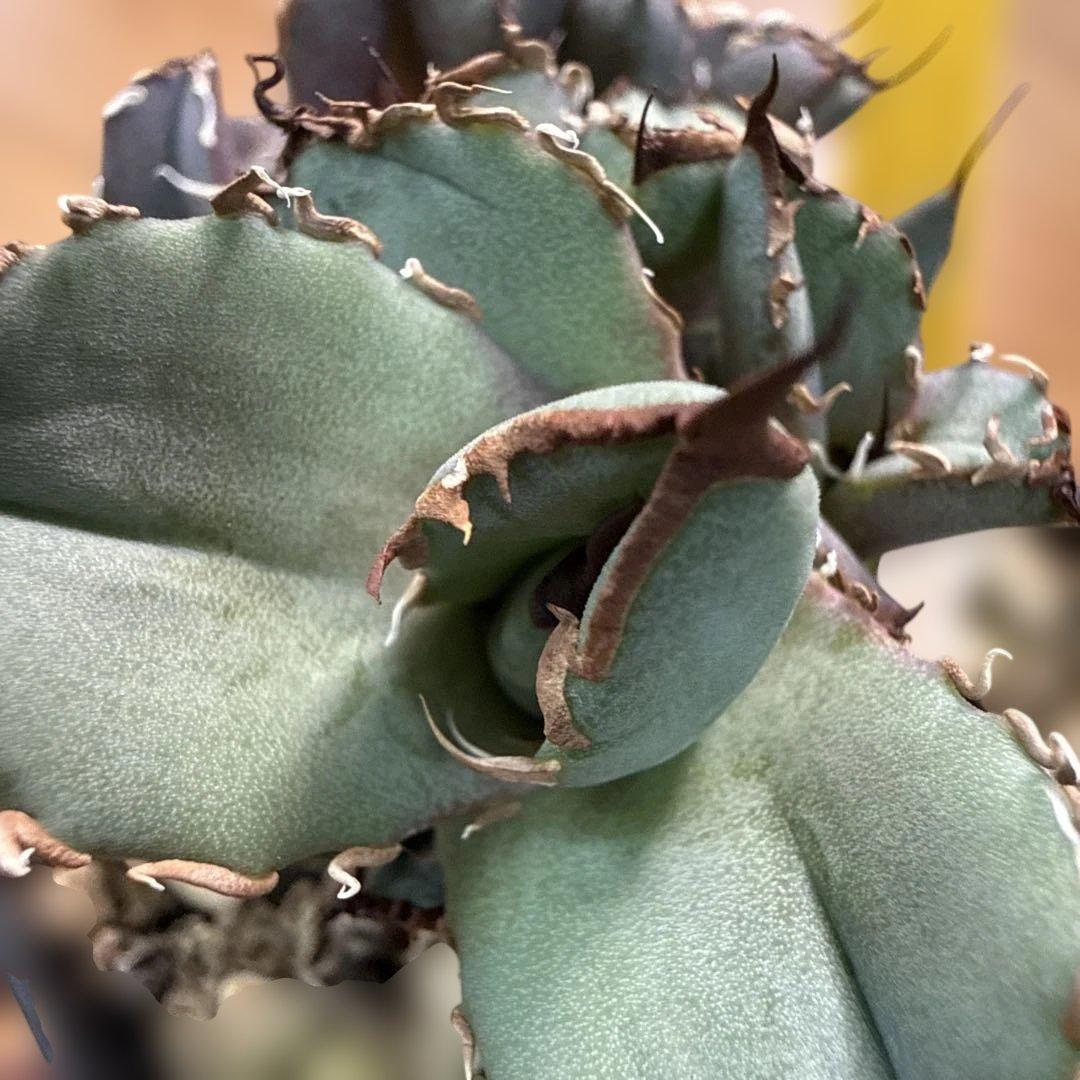 アガベ オテロイ実生 子株 選抜 超ブルー葉 青葉 オアハカ - メルカリ