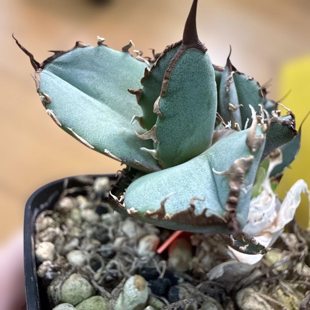 アガベ オテロイ実生 子株 選抜 超ブルー葉 青葉 オアハカ - メルカリ