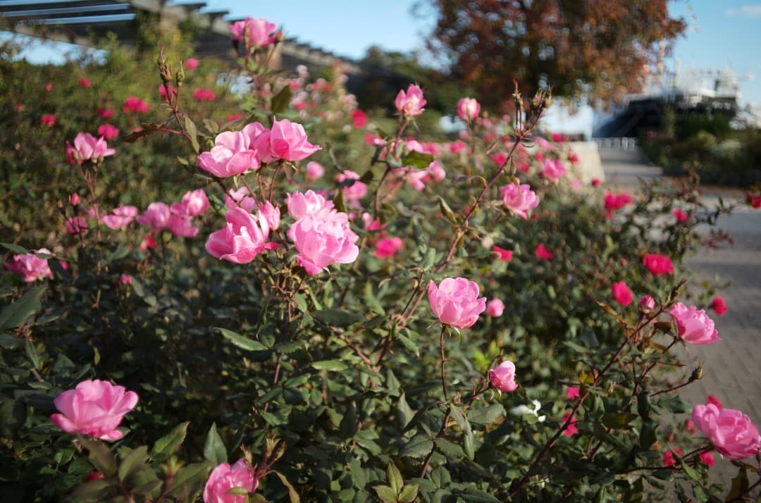 LEICA ライカ ELMARIT 28mm F2.8 1st 9枚玉 - メルカリ