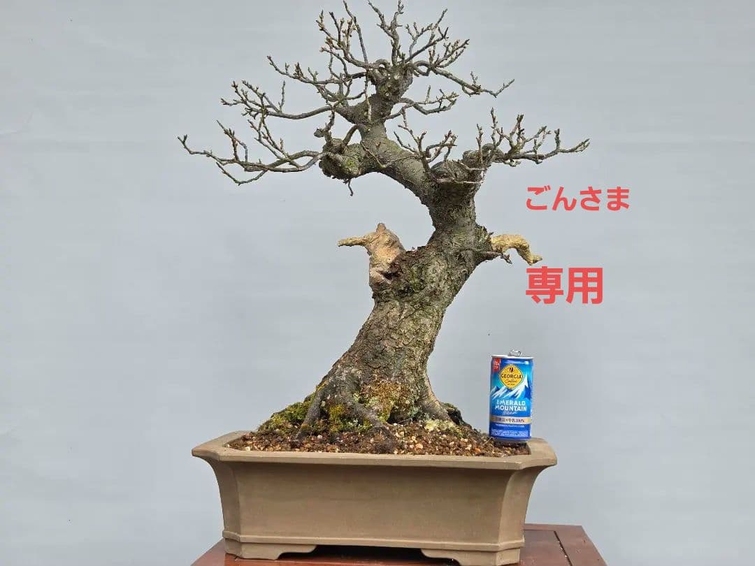 野梅(米良) 小輪白花一重[模様木] 大品盆栽 梅