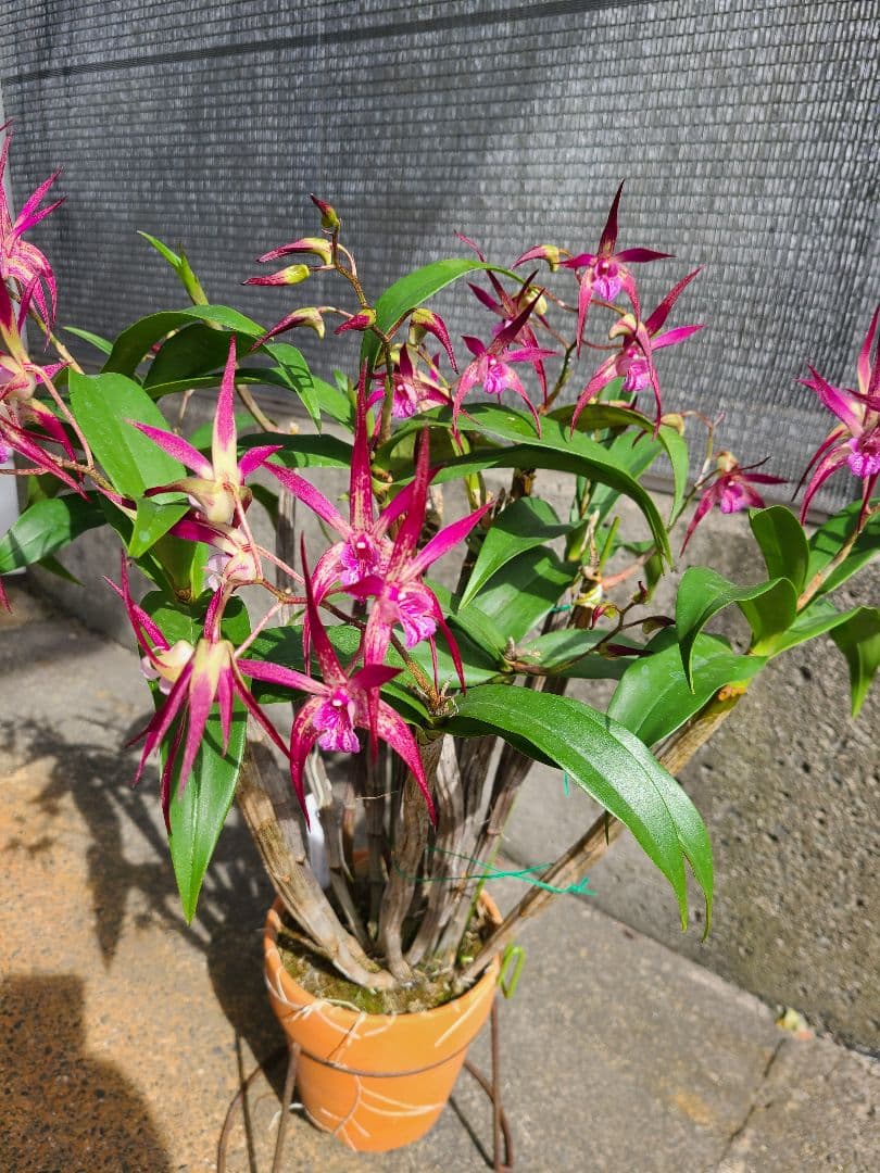 洋蘭　Den.MaroonStar'Cavalier' imgrc0083015001.jpg