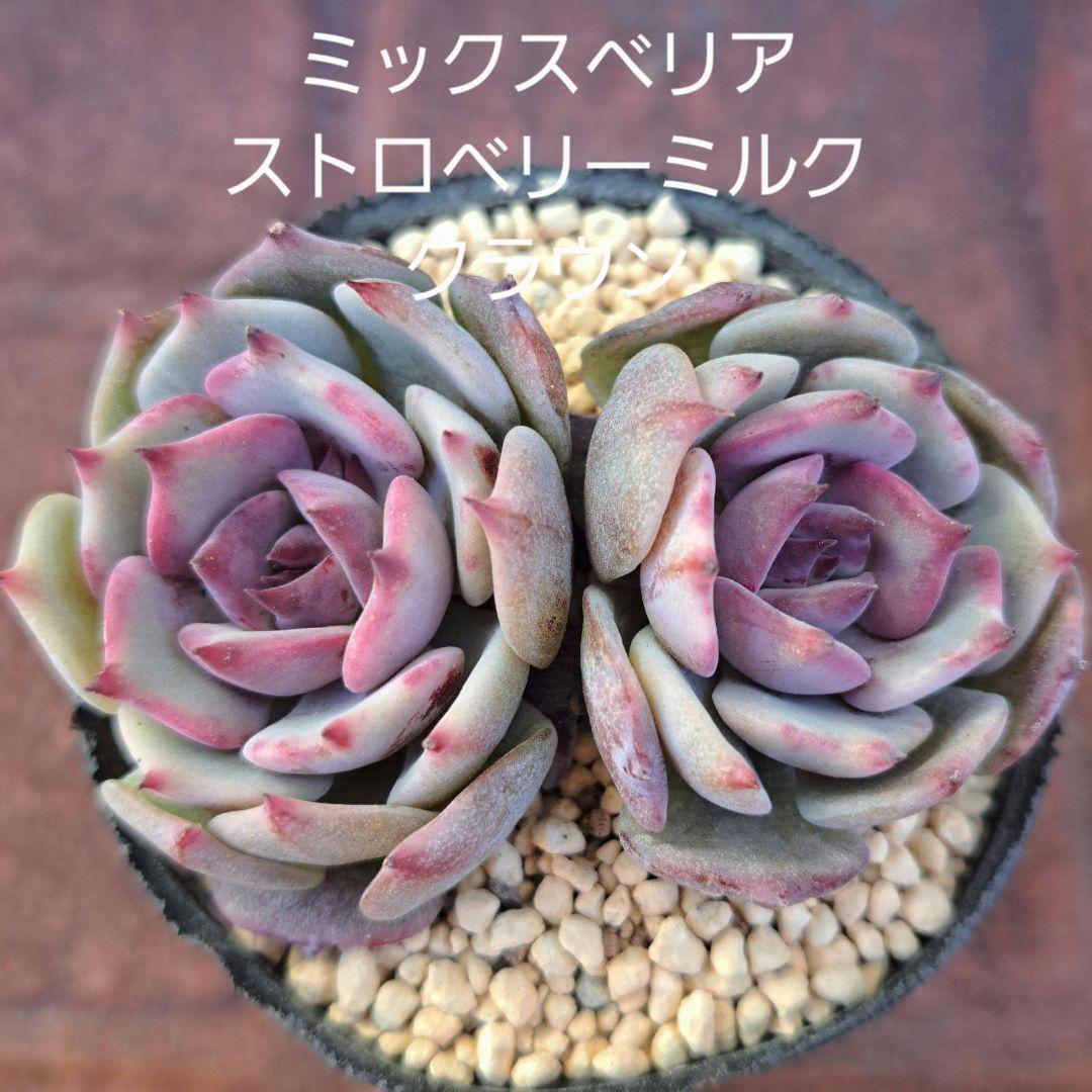 多肉植物 ストロベリーミルククラウン(ミックスベリア おらいさん