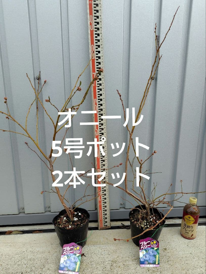 ブルーベリー苗オニール5号ポット2本セット - メルカリ