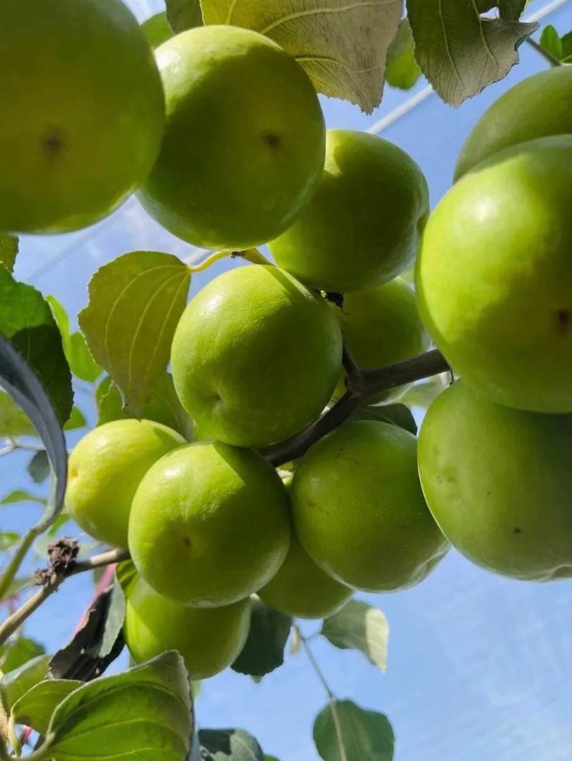 初出品 希少 インドナツメ接木苗木 台湾ナツメ 青棗 - メルカリ