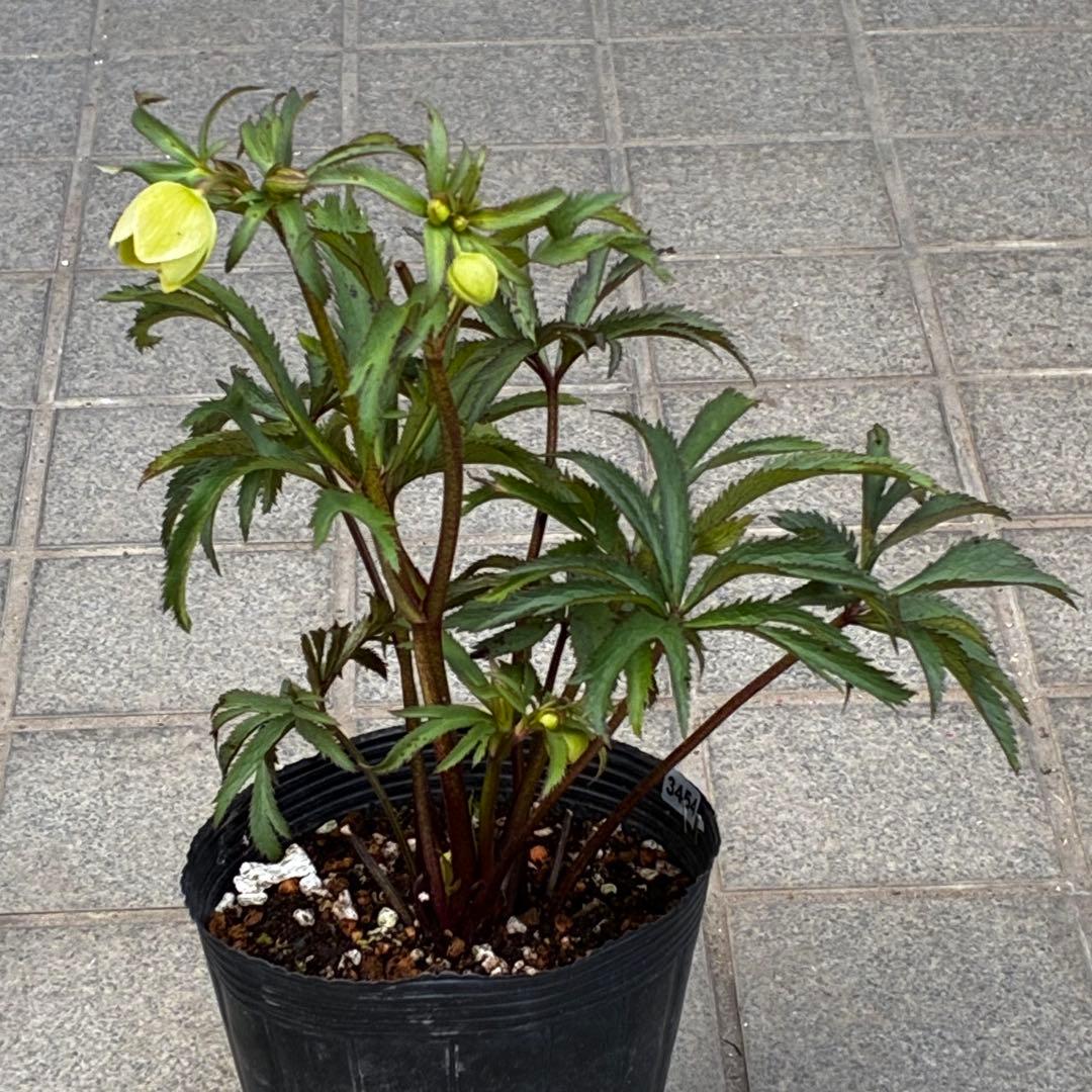 u*0様 3454☘️限定1株☘️未株分け☘️花付き☘️⭐️bocconei ⭐