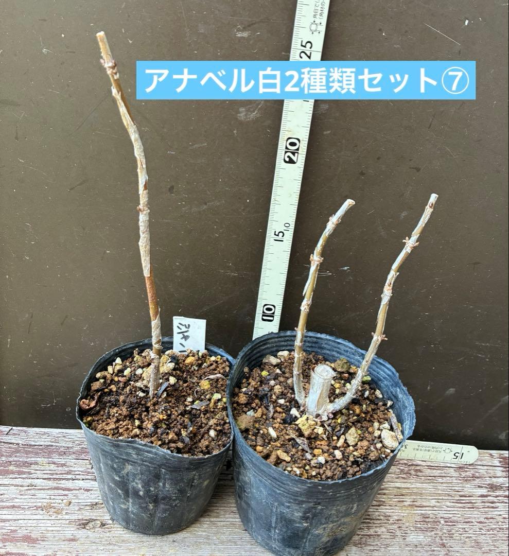 アジサイ アナベル苗 白2種類セット⑦抜き苗 - メルカリ