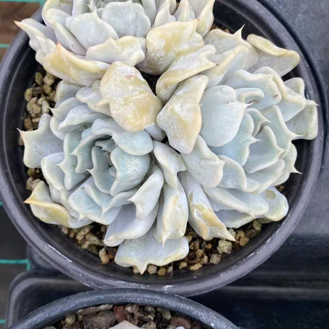 Top【選抜株】多肉植物　24976アエオニウム　シーキング15個　鉢無し/脱土 紅葉祭大特価 新入荷 韓国苗 シーキング・錦 可愛い紅葉大苗 超美苗