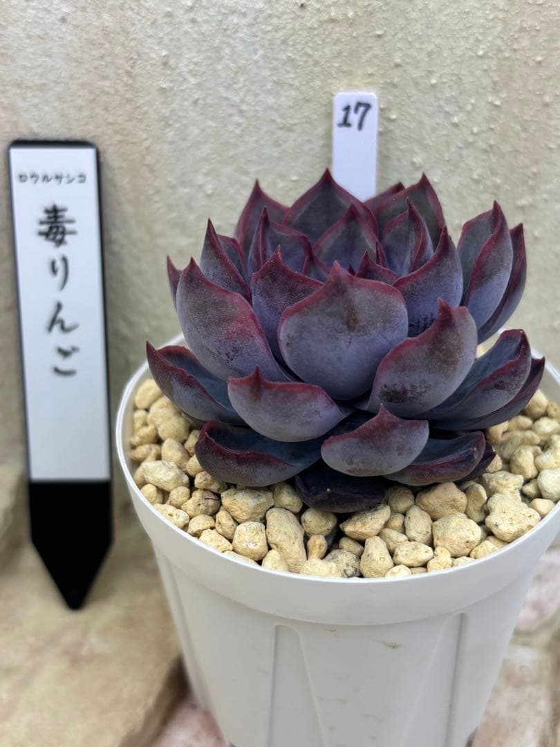 多肉植物 17 毒りんご 札なし 抜き苗 葉挿し - メルカリ