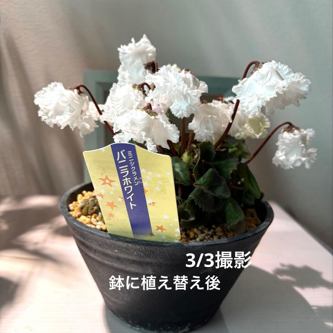 【レア】ミニシクラメン　バニラホワイト《12/20》ガーデンシクラメン