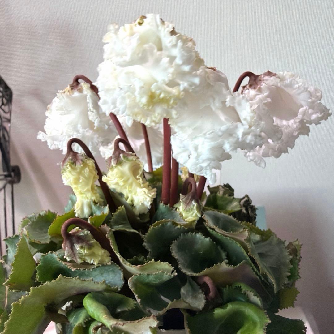 【レア】ミニシクラメン　バニラホワイト《12/20》ガーデンシクラメン