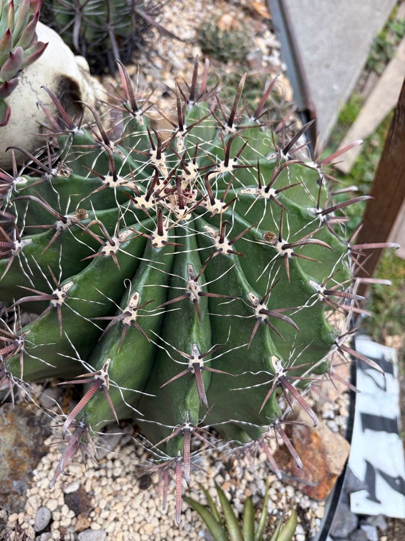 耐寒性強！フェロカクタス半島玉の大株◇多肉サボテン南国リゾート島