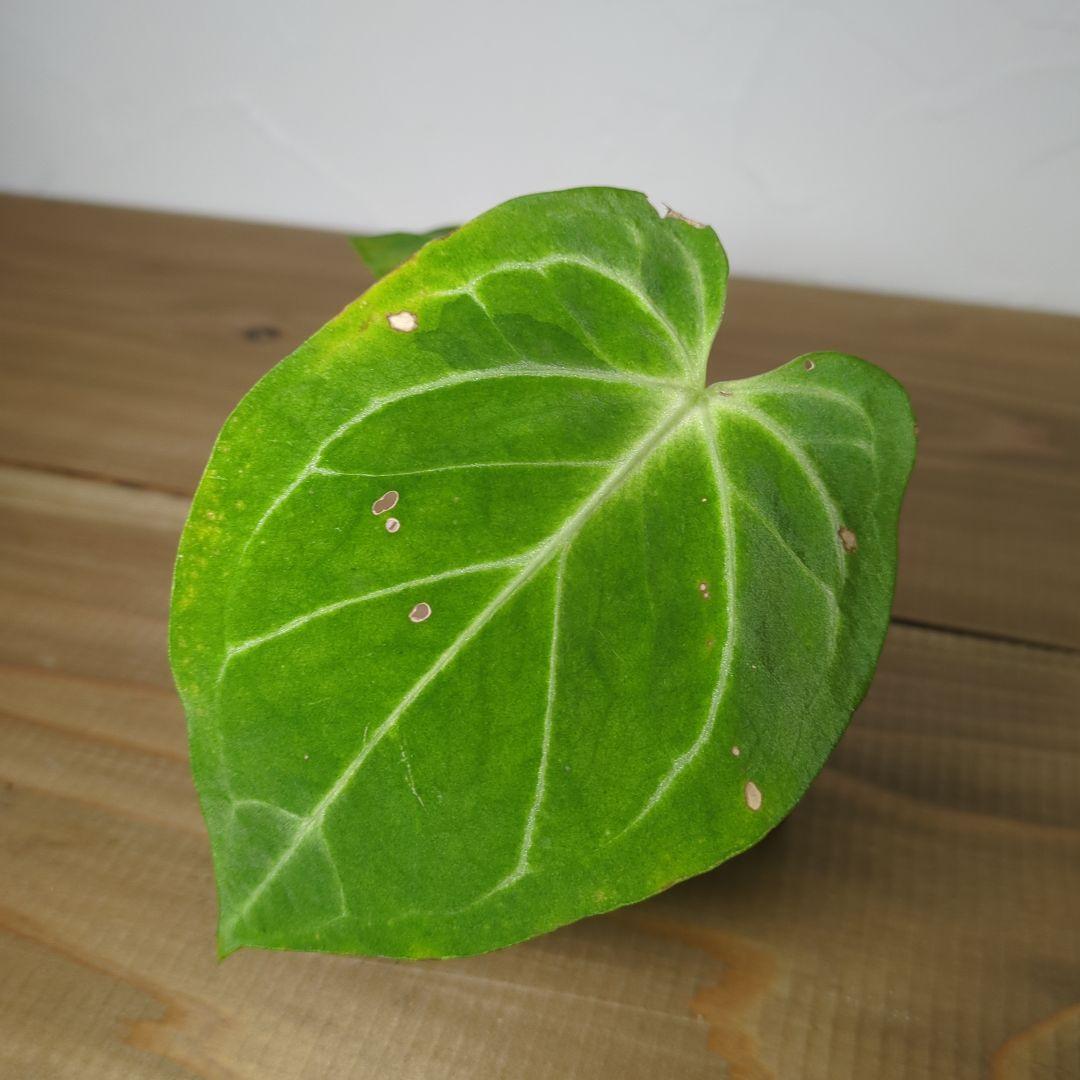 Anthurium Aos×crystalinum Mint Plant ID: Anthurium Crystallinum Mint Variegated 💚Back to Our