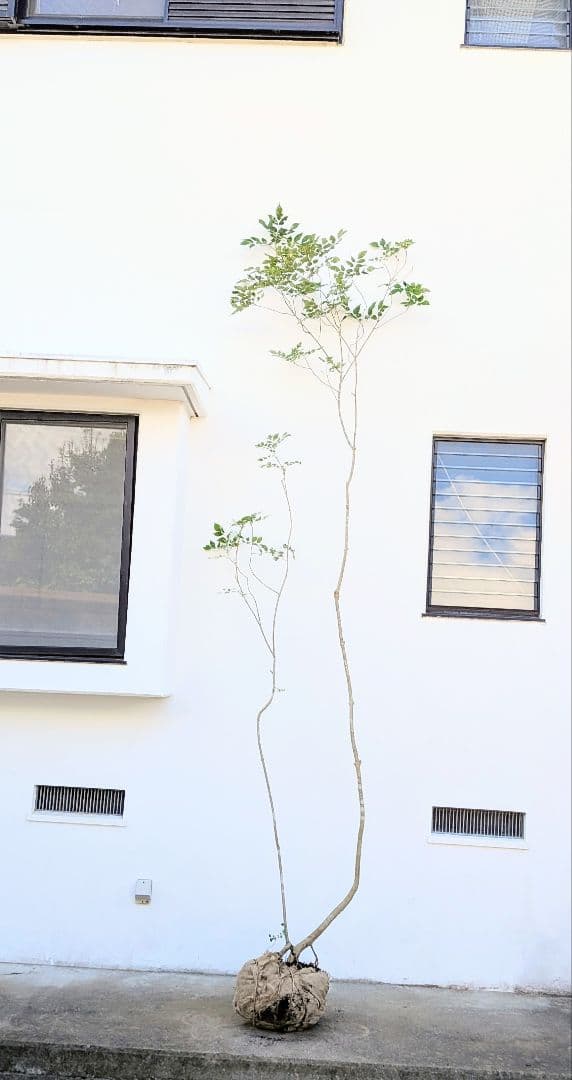 引き取り限定。4mの根上りアオダモ。