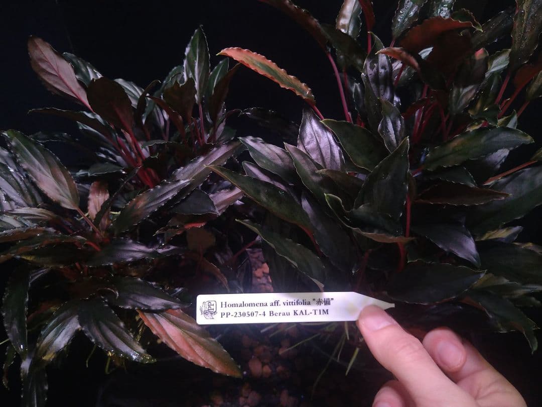 Homalomena aff. vitifolius 赤備 - メルカリ