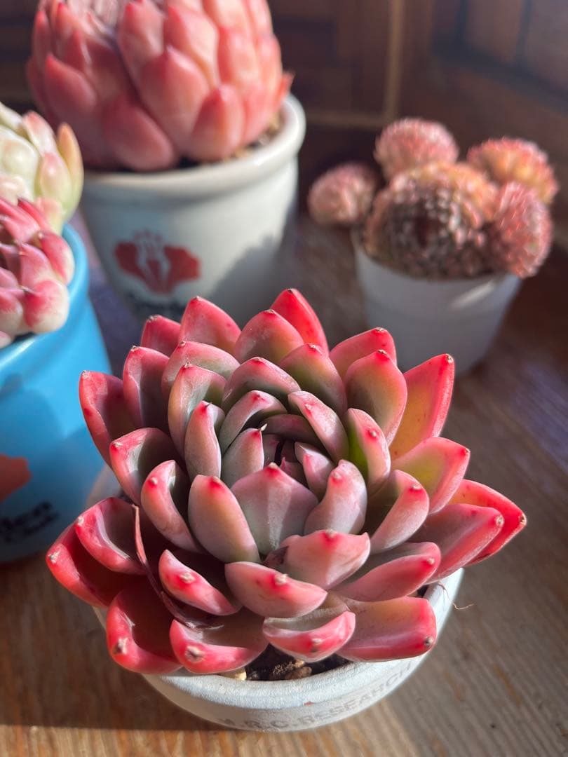 多肉☆ピンクナーシサス・大